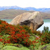 Notro bushes with Lago Nordenskjöld